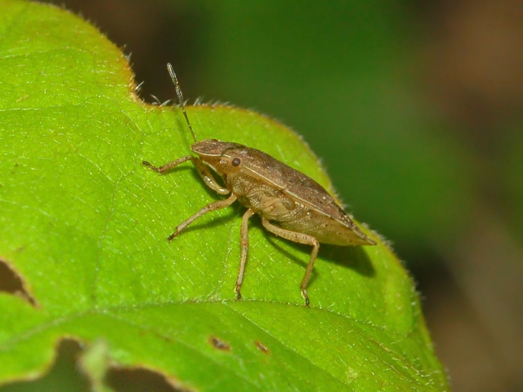 Pentatomide: Sciocoris homalonotus del Genovese